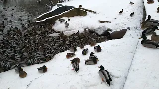 Парк Покровское Стрешнево речка Химки