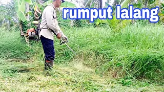 MESIN RUMPUT Husqvarna 542RBS TERBAS RUMPUT ILALANG