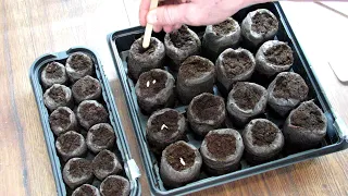 How to Use Peat Pellet Kits for Seed Starting Cucumbers, Tomatoes & Peppers: No Grow-Lights Needed!