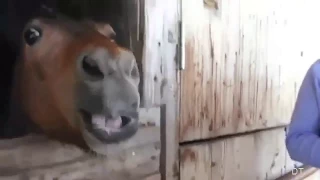 Lustiges Pferd. Lustiges Video.