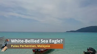 White-Bellied Sea Eagle preying fish at Pulau Perhentian 【Malaysia Birds】