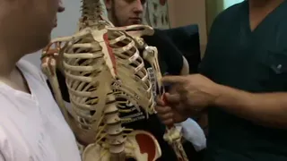 Анатомия