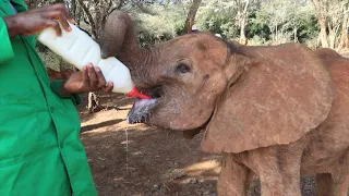 Rescue of Orphaned Elephant Latika | Sheldrick Trust