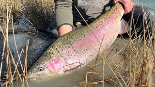 Easily catching Huge Rainbow Trout from Worlds Best River. 😳