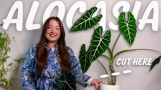 Alocasia Frydek Propagation | 2 Months of Corms vs. Stem Cuttings