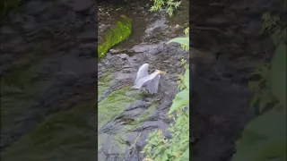 Heron Catches Fish In River Don