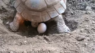 Tortoise Laying Eggs