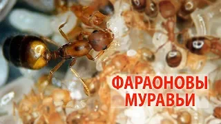 Как размножаются фараоновые муравьи?