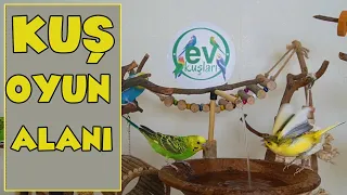 We Made Natural and Large Playground for Birds, Budgie Playground