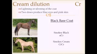 Horse Coat Color Genetics