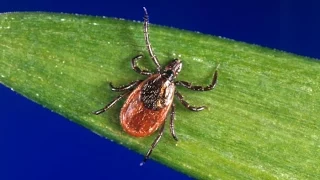 What should i do if my child is bit by a tick?