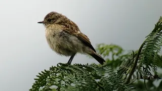 Juvenile stonechat, broad lough Wicklow July 2021. Phonescoped through Swarovski ATX 85mm.