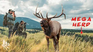 Huge 200+ ELK HERD on Montana Public Land (ARROWS FIRED!)