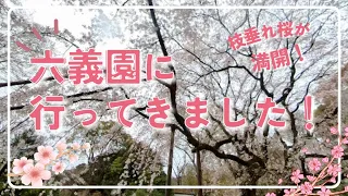 六義園の枝垂れ桜を満開の時期に見てきました！