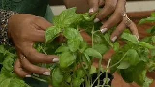 How to Care for a Basil Plant : Gardening Tips