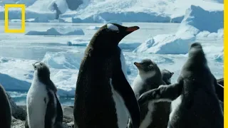 Les manchots papous d'Antarctique