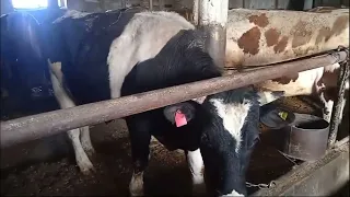 Наши бычки на откорме 🐂 Март 2024