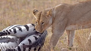 Amazing:Lion ambushes zebra