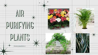 Top 10 NASA Approved Air Purifying Indoor plants | Best Air-Purifying Houseplants for your Home