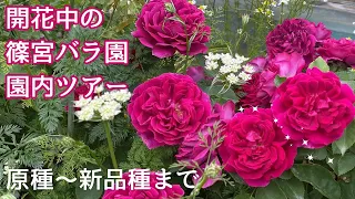 開花中の園内ツアー　原種～新品種まで【24年5月6日撮影】