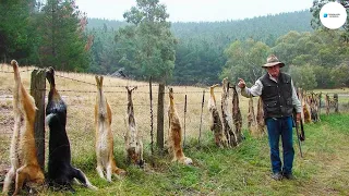 Como Se Hace Lidian Los Granjeros Australianos Con Los Perros Dingos Salvajes Que Atacan Al Ganado