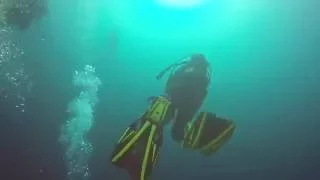Shark dive 2016 ScubaXcursion