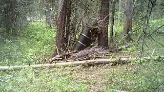 bear eating trail camera
