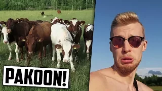 Älä katso tätä videota jos pelkäät lehmiä.