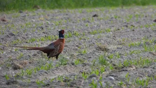 El faisán común o faisán vulgar. The common pheasant . Phasianus colchicus. Bażant. Norte.