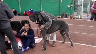 Super! ОГРОМНЫЙ НЕМЕЦКИЙ ДОГ!A huge Great Dane.Выставка собак. Odessa.