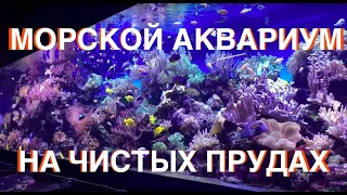 Морской Рифовый Аквариум - Океанариум Коралловый Сад на Чистых прудах