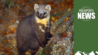 Pine martens: good or bad for the countryside?