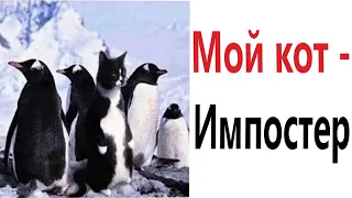 ПРИКОЛЫ! МОЙ КОТ - ИМПОСТЕР!!! УГАРНЫ МЕМЫ от Доми шоу