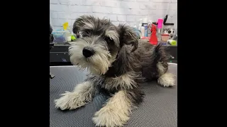 Groomerkt DOG GROOMING: Schnauzer Puppy's First Haircut SO CUTE!!