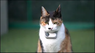 I attached a camera to the cat