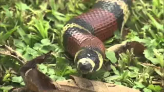 Serpientes de Costa Rica (ICP-UCR)