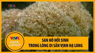 San hô hồi sinh trong lòng di sản Vịnh Hạ Long | VTV4
