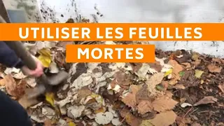 Fertiliser le sol de son potager avec des Feuilles Mortes (3 idées de jardiniers - #permaculture)