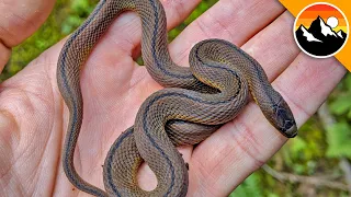 RARE Japanese Ground Snake FOUND!