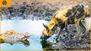 30 Wild Dogs Headed To The Crocodile River, But The Unexpected Happened | Wild Animal