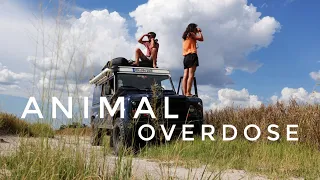 Too Many Animals to Handle in Chobe National Park // EP.51