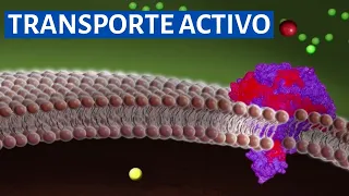 🔬¿Qué es el TRANSPORTE ACTIVO primario y secundario? (Membrana plasmática) Bomba Na+/K+🦠👩‍🏫