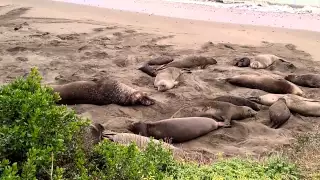 Elephant Seals - San Simeon, Ca