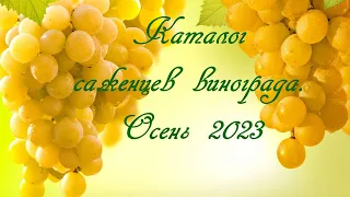 Каталог саженцев винограда. Осень 2023. Catalog of grape seedlings