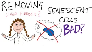 Removing senescent cells bad??