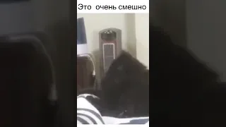 Граф дракула уже не тот. Видео очень смешное