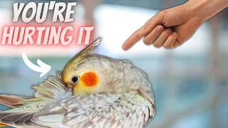 5 Ways You're Hurting Your Bird Without Realizing