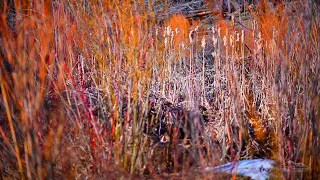 Cattails, North of Sisters, Oregon