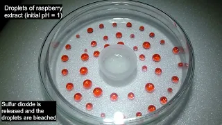 Bleaching Anthocyanins with Sulfur Dioxide.