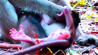 Poor baby monkey! Real action newborn baby Tilly falling down, Just born 2day ago